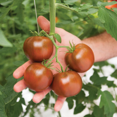 Kakao Specialty Tomatoes