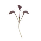 Mustard, Miz America Microgreen Vegetables