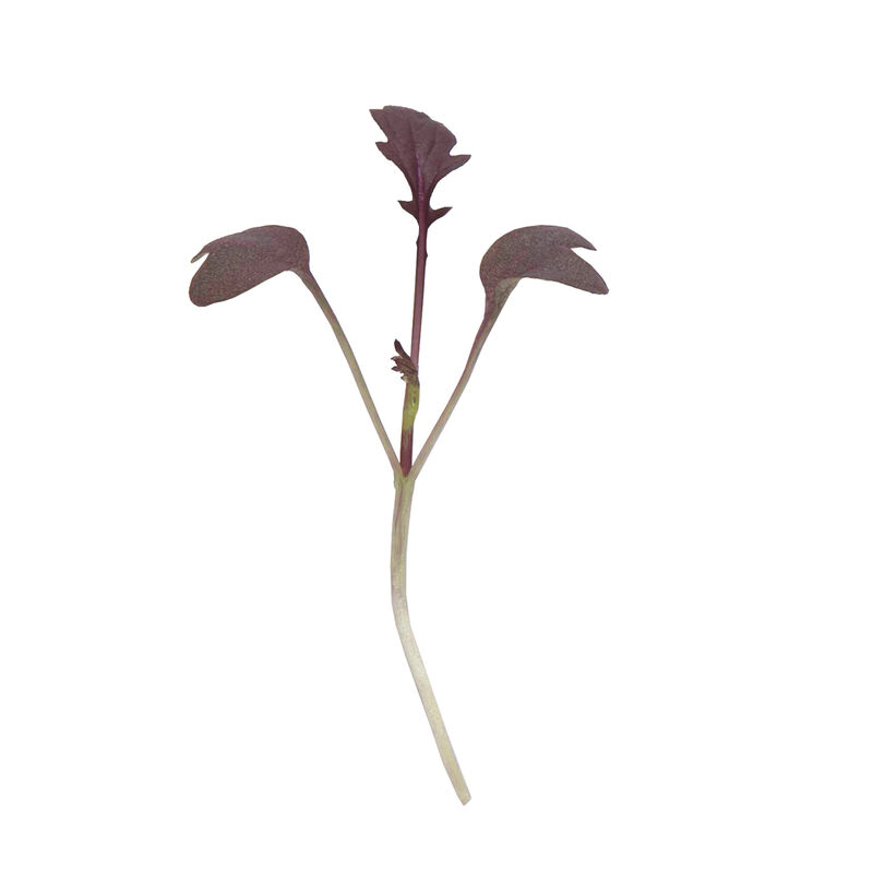 Mustard, Miz America Microgreen Vegetables
