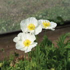 Champagne Bubbles White Champagne Bubbles White Poppy