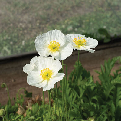 Champagne Bubbles White Champagne Bubbles White Poppy
