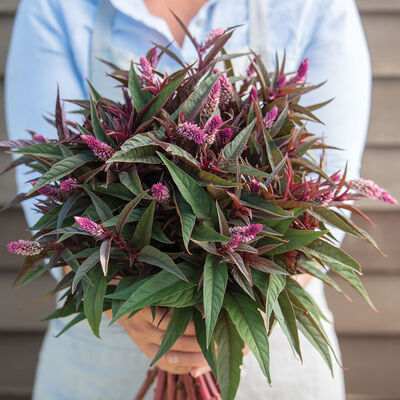 Flamingo Purple Flamingo Purple Celosia