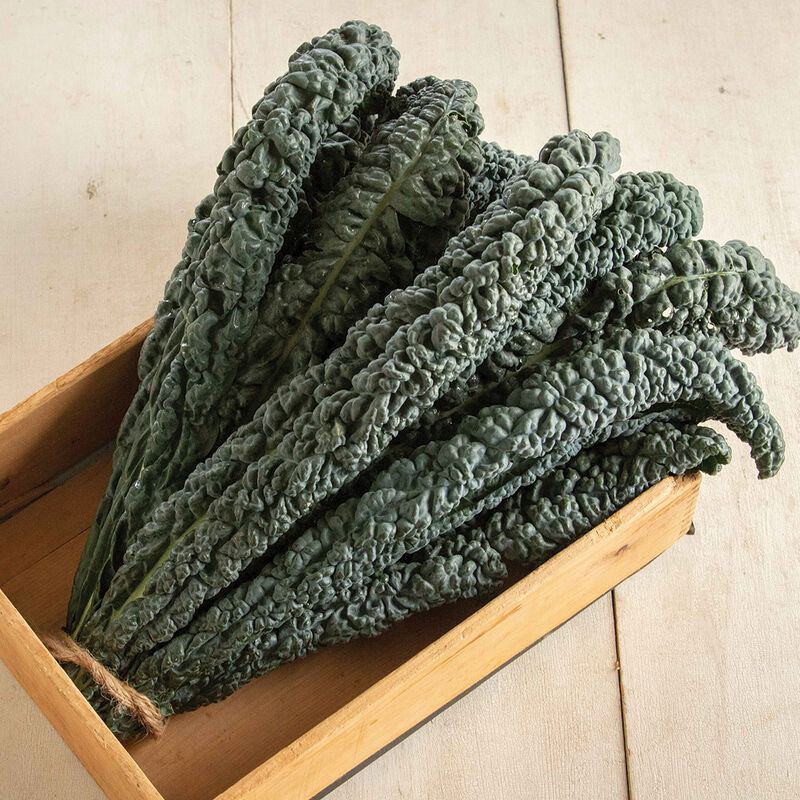 Black Magic Black Magic Kale