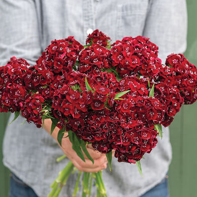 Sweet™ Black Cherry Dianthus (Sweet William)