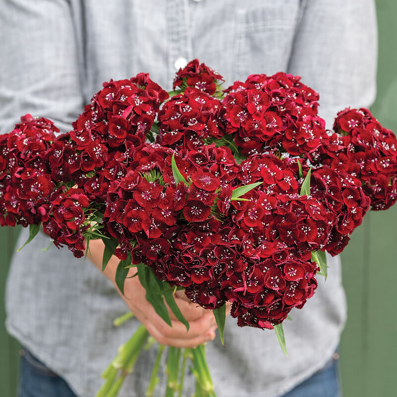 Sweet™ Black Cherry Sweet™ Black Cherry Dianthus (Sweet William)