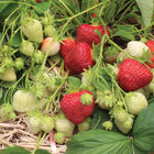 Cavendish Strawberry Bare-Root Plants