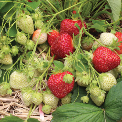 Cavendish Strawberry Bare-Root Plants