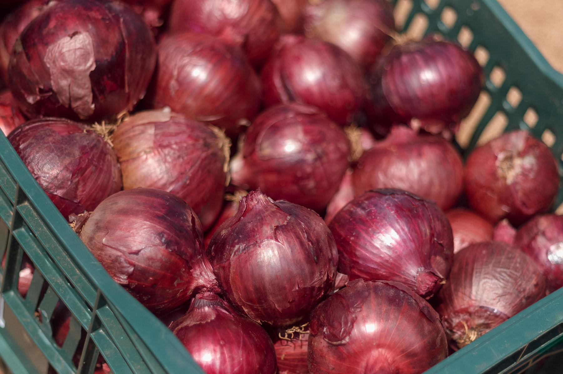 Onion Seeds - Organic Varieties | Johnny's Selected Seeds
