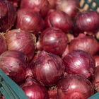 Red Sensation Full-Size Onions