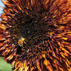Darjeeling Tall Sunflowers