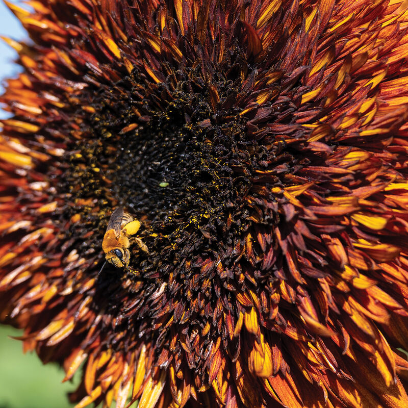 Darjeeling Tall Sunflowers