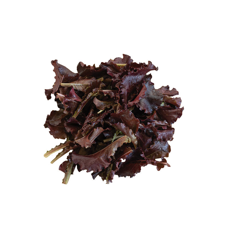 Annapolis Romaine Lettuce (Cos)