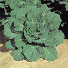 Hi-Crop Collards