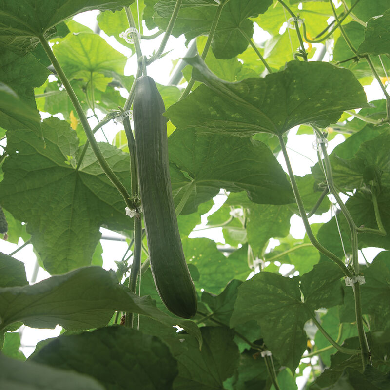 Poniente Seedless and Thin-skinned Cucumbers