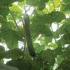 Poniente Seedless and Thin-skinned Cucumbers