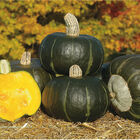 Bonbon Winter Squash