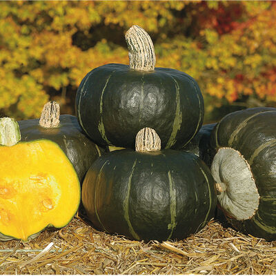 Bonbon Winter Squash