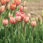Salmon Van Eijk Tulips