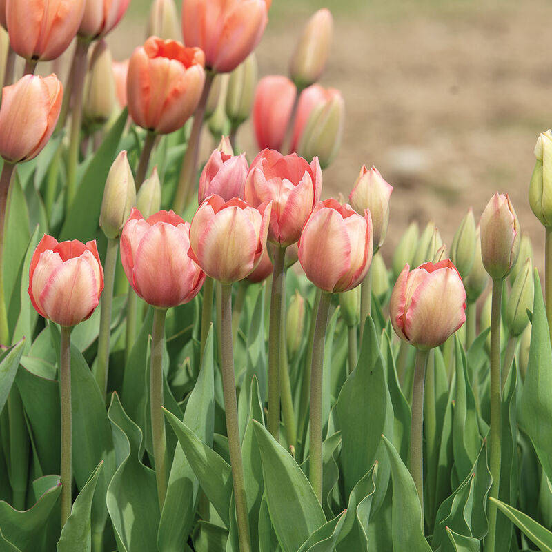 Salmon Van Eijk Tulips