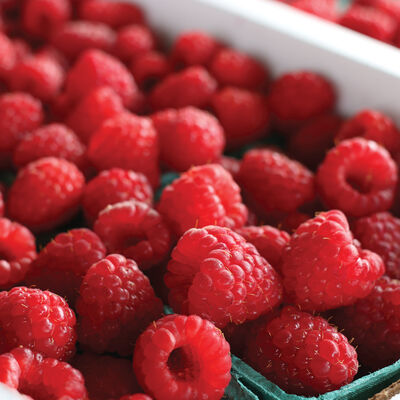 Red Raspberry Plant Collection Red Raspberry Plant Collection Raspberry