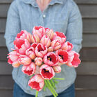 Pink Impression Tulips