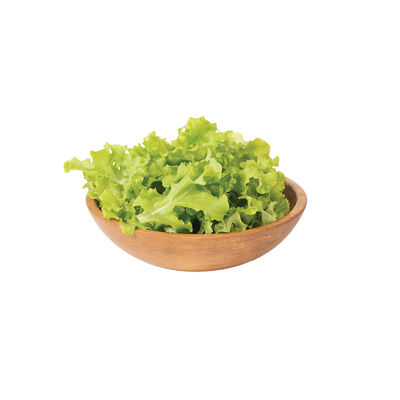 Green Saladbowl Oakleaf Lettuce