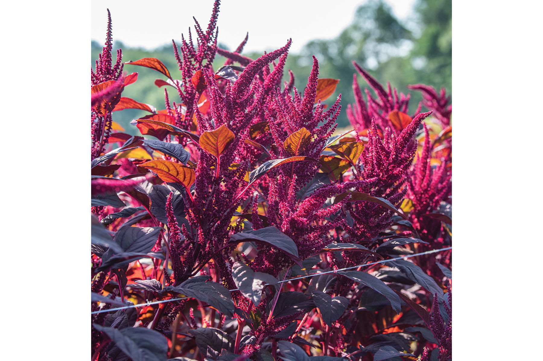 Red Spike Amaranthus