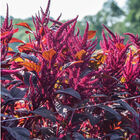 Red Spike Amaranthus