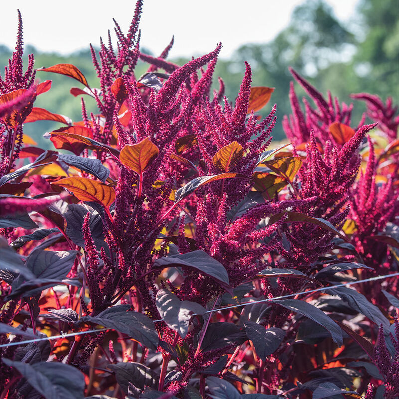 Red Spike Amaranthus