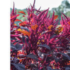 Red Spike Amaranthus