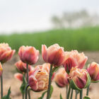 La Belle Epoque Tulips