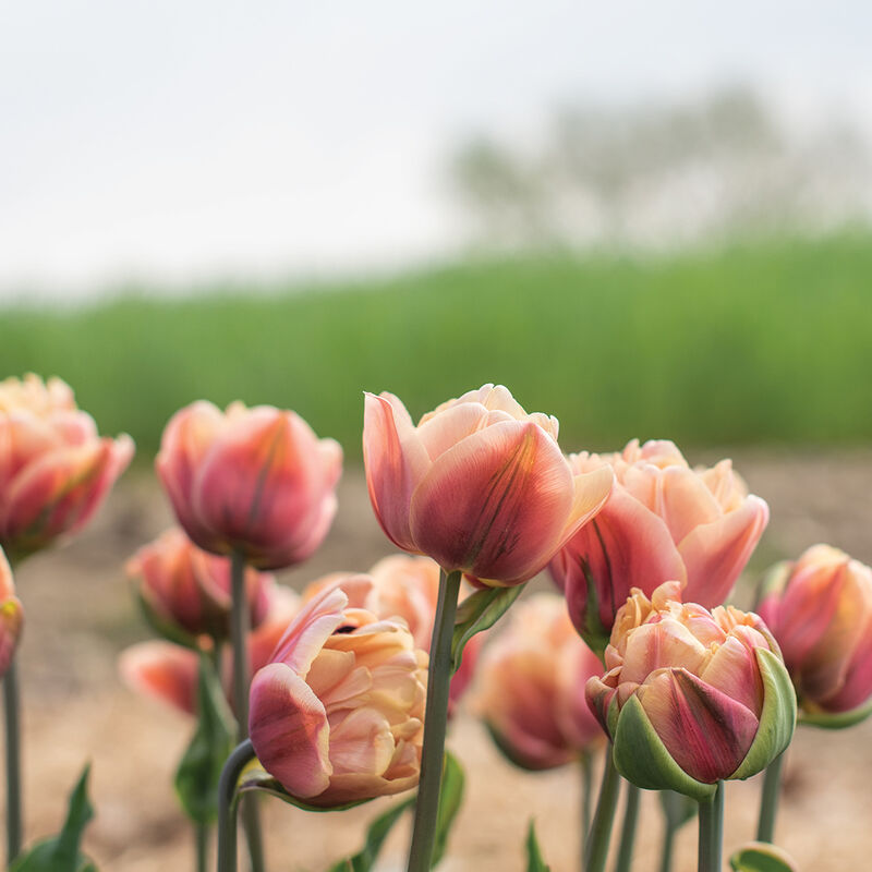 La Belle Epoque, Tulipe double, tardive, 5 bulbes - Bulbes à fleurs automne  / Tulipes - Samen-Mauser