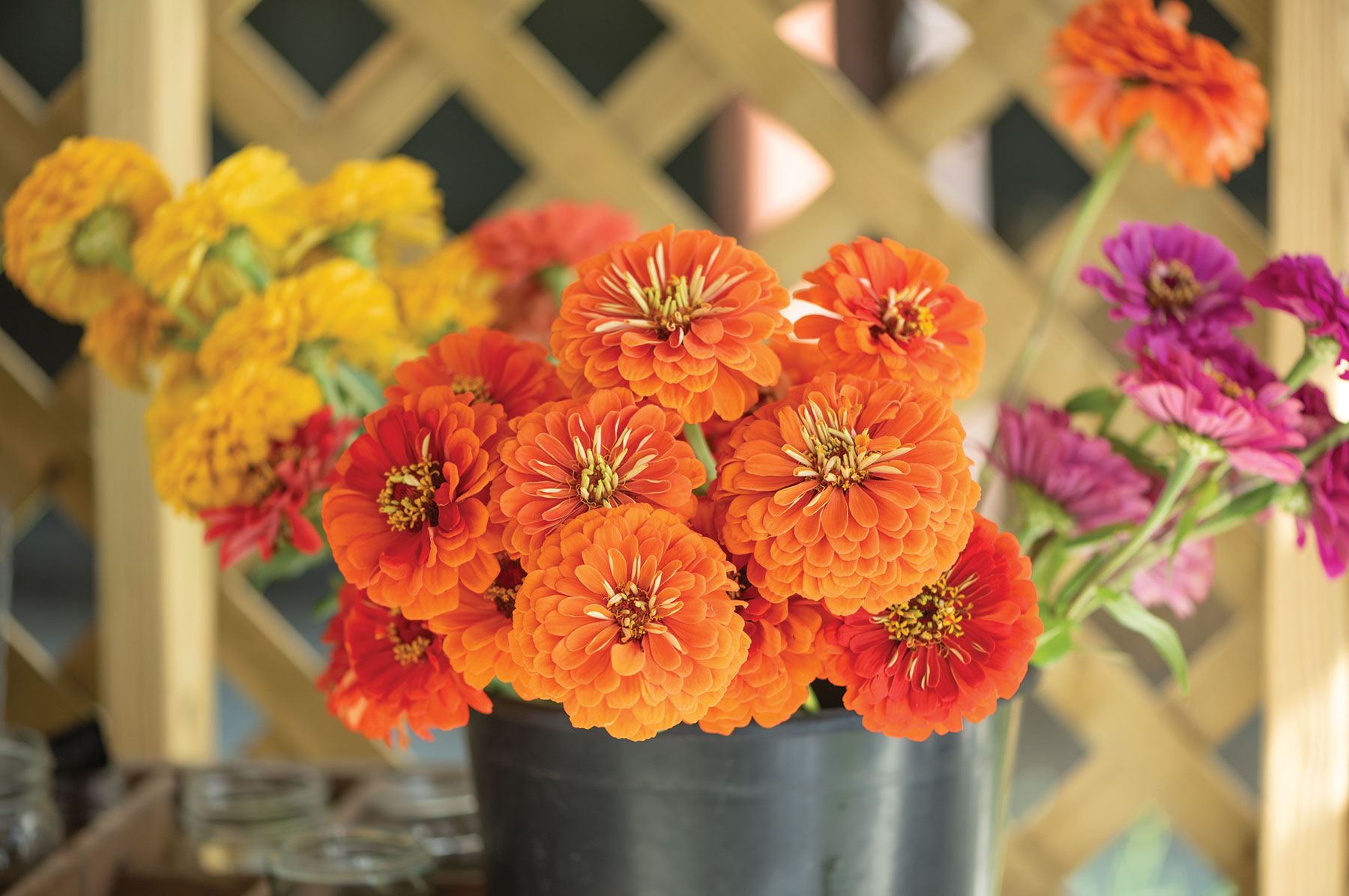 Giant Orange - Organic Zinnia Seed | Johnny's Selected Seeds