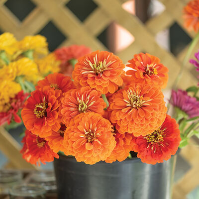 Giant Orange Zinnias