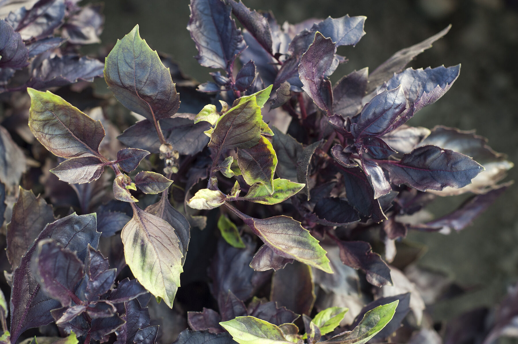 Johnny's Selected Seeds Dark Opal Basil Seed