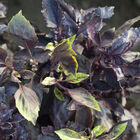 Dark Opal Purple Basil