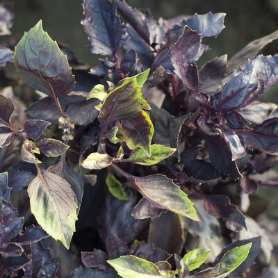 Dark Opal Purple Basil