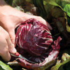 Perseo Radicchio