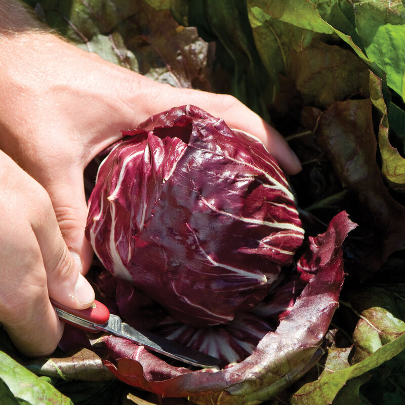 Perseo Radicchio