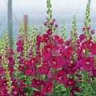 Chantilly™ Purple Snapdragon