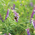 Hairy Vetch Vetch