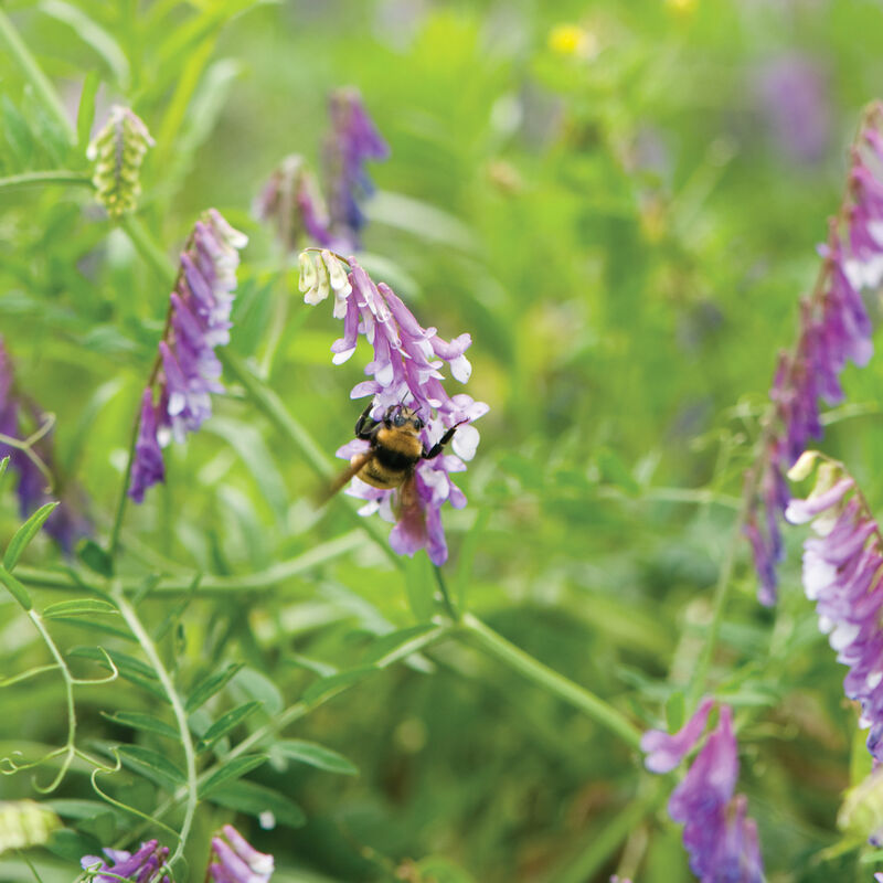 Hairy Vetch Vetch