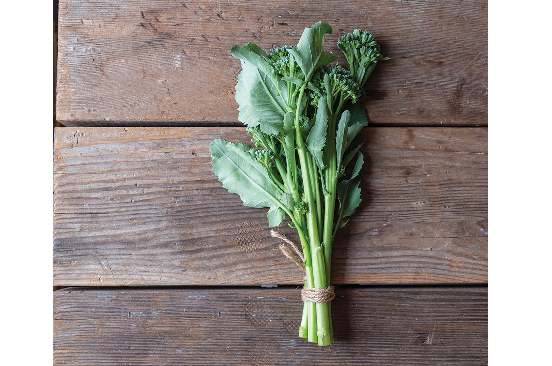 Johnny's Selected Seeds Bella Verde Broccoli Seed