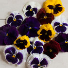 Majestic Giants II Formula Mix Majestic Giants II Formula Mix Viola (Pansy)