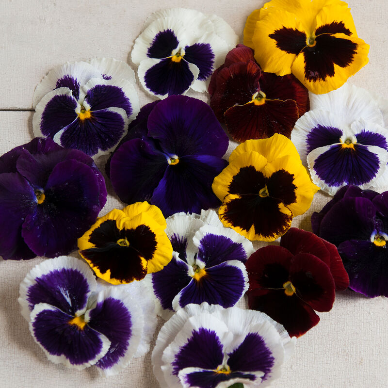 Majestic Giants II Formula Mix Majestic Giants II Formula Mix Viola (Pansy)