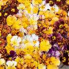 Brush Strokes Viola (Pansy)