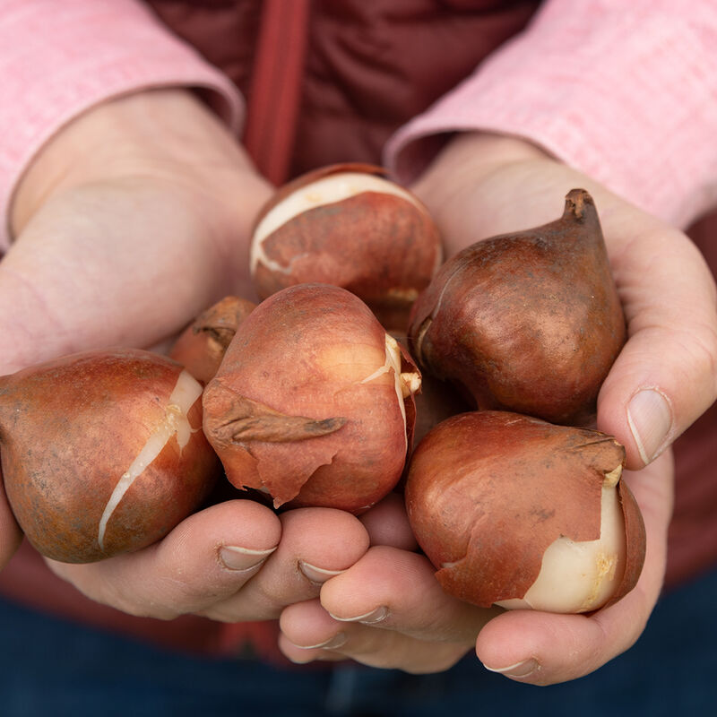 Blue Diamond Blue Diamond Tulips