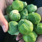 Silvia Brussels Sprouts