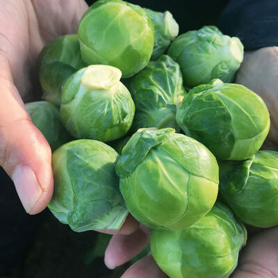 Silvia Brussels Sprouts