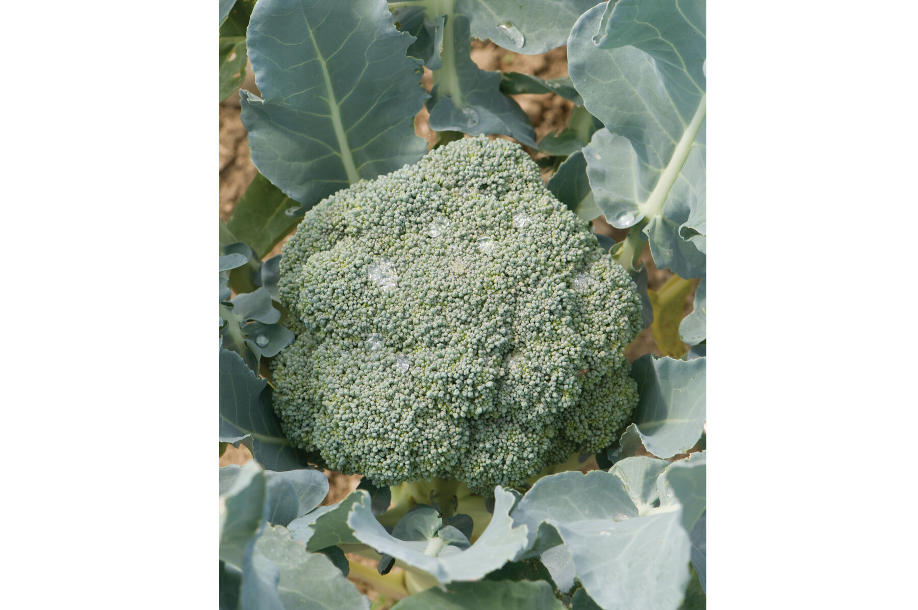 Imperial Standard Broccoli